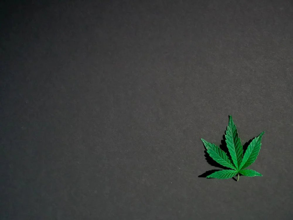 AdvDNA420's tweet photo. If you have any questions about cannabis products, feel free to contact us—we’ll be happy to answer! (503) 998-9985 https://t.co/MIwh04RbCU