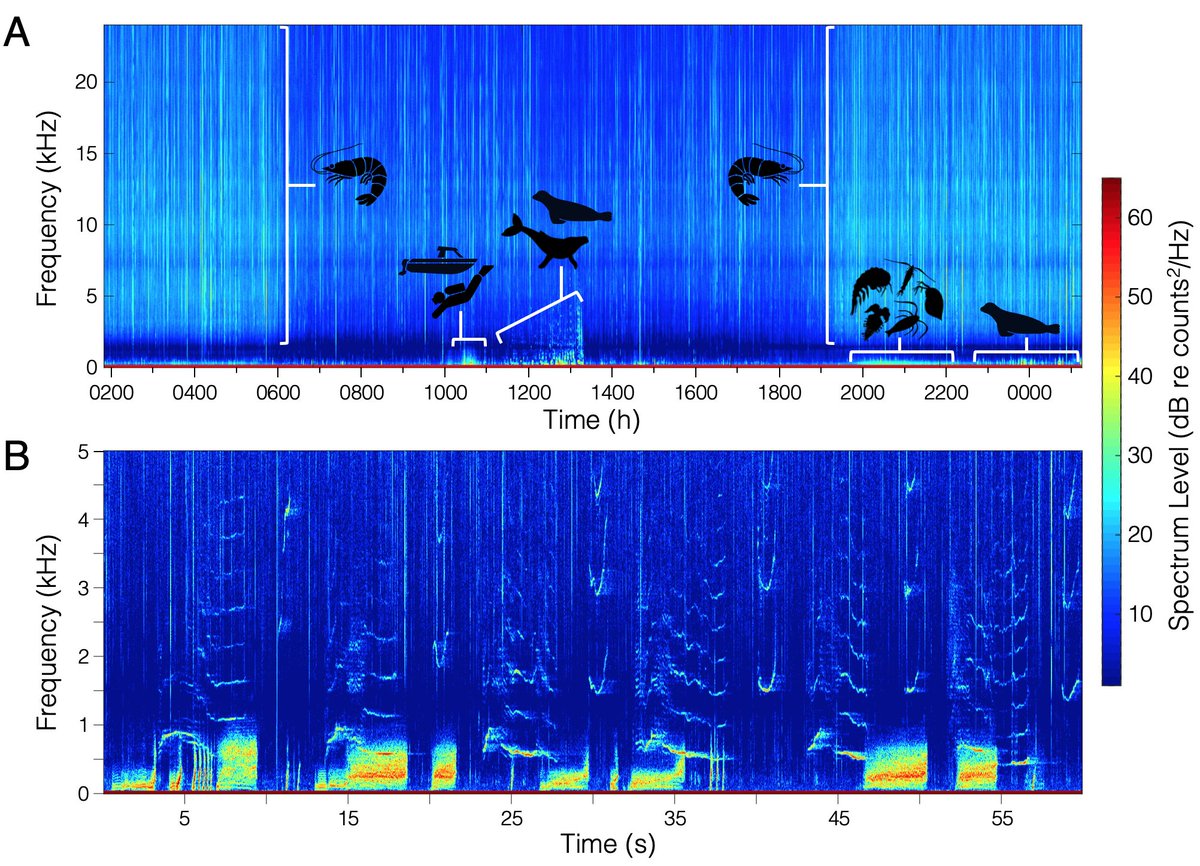 acousticsorg's tweet photo. Biological sources dominate the underwater soundscapes at critical habitats of the endangered Hawaiian monk seal. Read more at https://t.co/EvDhMBxjgs

@kirB15 #ASA183 #Hawaiianmonkseals #soundscapes #conservation #Hawaii https://t.co/H3gA8KcISy