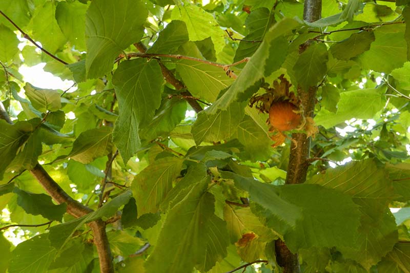 Gardeners_Path_'s tweet photo. How to Identify, Control, and Treat Eastern Filbert Blight - Devastating EFB can kill European hazelnut cultivars. Learn how to identify and control this lethal infection. https://t.co/lPZvZCSffZ #hazelnuts #easternfilbertblight https://t.co/xvO7V9SVap