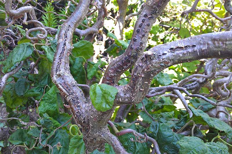Gardeners_Path_'s tweet photo. How to Identify, Control, and Treat Eastern Filbert Blight - Devastating EFB can kill European hazelnut cultivars. Learn how to identify and control this lethal infection. https://t.co/lPZvZCSffZ #hazelnuts #easternfilbertblight https://t.co/xvO7V9SVap