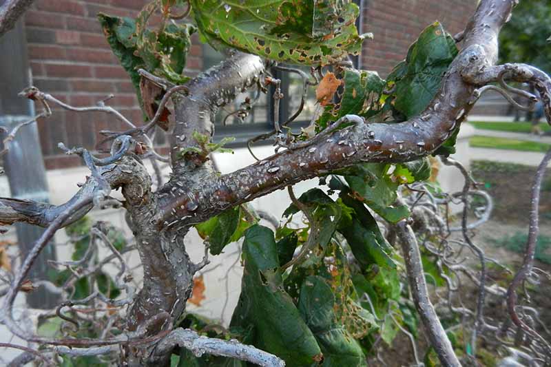 Gardeners_Path_'s tweet photo. How to Identify, Control, and Treat Eastern Filbert Blight - Devastating EFB can kill European hazelnut cultivars. Learn how to identify and control this lethal infection. https://t.co/lPZvZCSffZ #hazelnuts #easternfilbertblight https://t.co/xvO7V9SVap