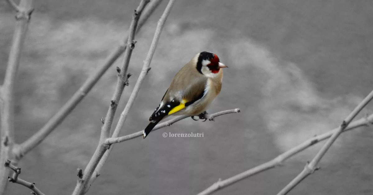 lorenzolutri97's tweet photo. It's #WinterSolstice2022 ❄🐦

#cardueliscarduelis #europeangoldfinch #goldfinch

#italy #italia #birdwatching  #nature #natura #wildlife #wildlifephotography #bbcwildlifepotd #natgeo #blackandwhitephotography #photography #birds #leaflesstrees #winter #WinterSolstice https://t.co/QfMzfF0qkl