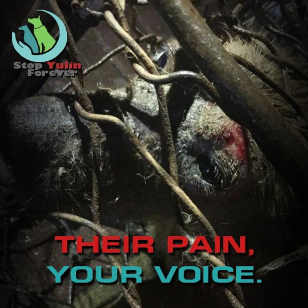 NOT_CFJ's tweet photo. From @stopyulinforevr
We must give voice to the voiceless
Together we can!
#StopYulinForever๐https://t.co/lBgHyCeRia
#AllyForChange #StopDogTorture
๐๐ถ๐ฉ๐๐ฑ
#StopYuLin2023 #noDogMeat https://t.co/hiJmzGEEi1