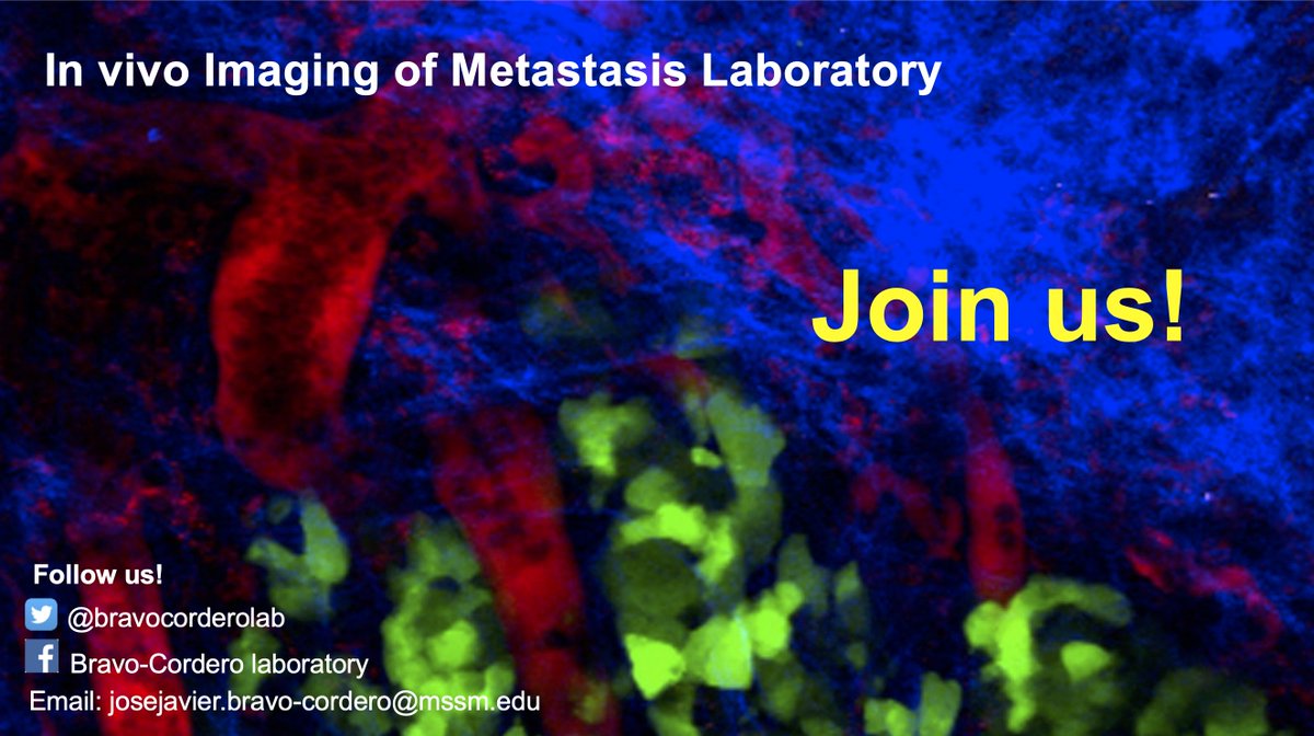 BravoCorderoLab's tweet photo. 🚨 JOB ALERT🚨  Interested in working on tumor #metastasis, studying the mechanisms of tumor dormancy and using high resolution #imaging? Apply to us! #recruiting #intravital. Multiple positions open for postdocs and technicians! 
Email me or DM if interested! 🔬🐁  👇👇1/2 https://t.co/1rLEbsfeWn