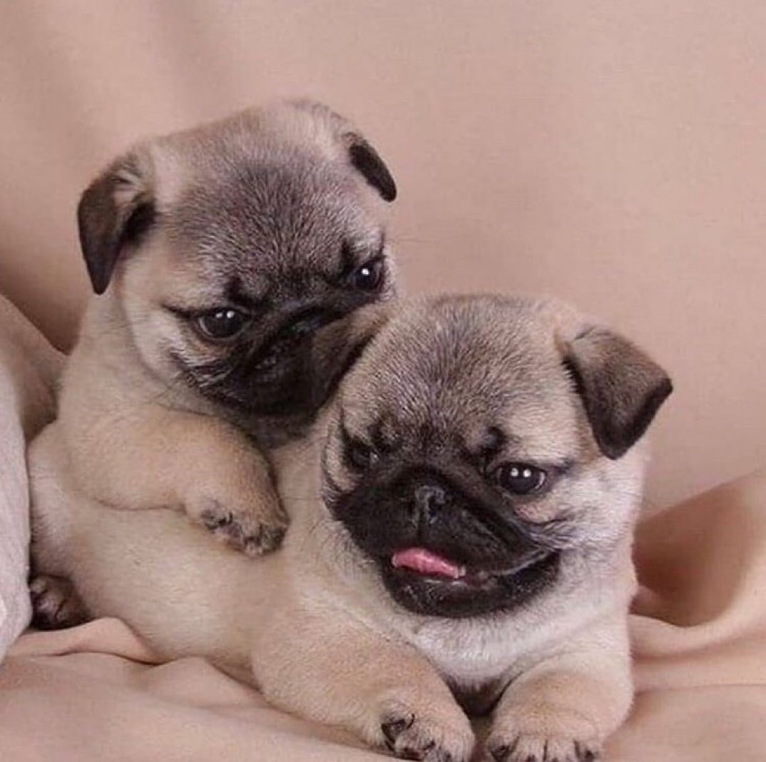 Loulou_thepug's tweet photo. just two potatoes playing https://t.co/WJHYilBNHQ