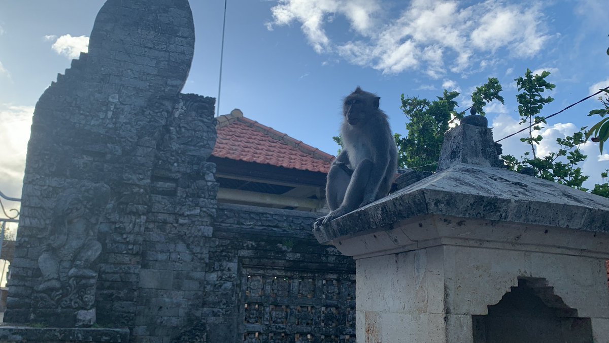 PRHacks's tweet image. Fire show &amp;amp; monkeys on the coast at Uluwatu Temple in #Bali