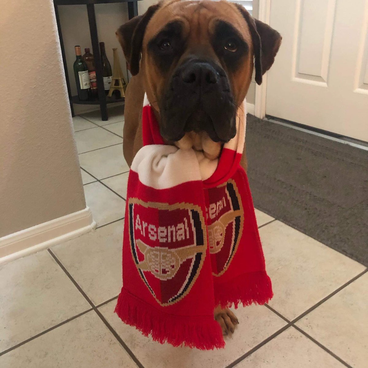 AlamoArsenal's tweet photo. Joy is ready for @ArsenalWFC to finish top of their #UWL group today! Watching #ZURARS in San Antonio Texas USA on #DAZN with @ThisIsMcCann. #DeepInTheHeart @arsenalamerica https://t.co/27HnUkJ6Ri