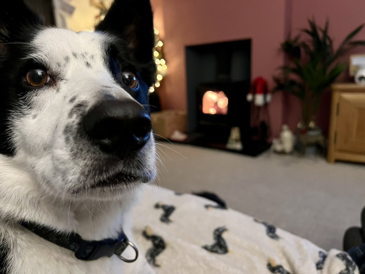 When the dog looks up at exactly the moment you try to take an arty photo of the fire and the tree......
