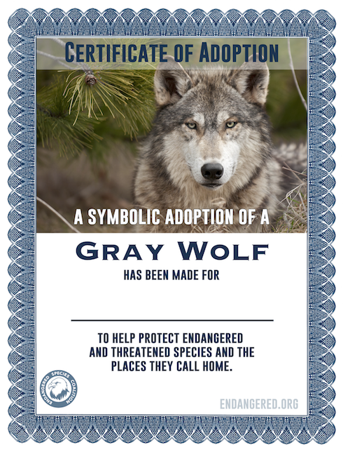Need a last minute gift? Symbolically adopt a gray wolf to help fight for #EndangeredSpeciesAct protections in 2023 and we'll send you a certificate to download and give to a wolf advocate in your life: secure.actblue.com/donate/2022pro…