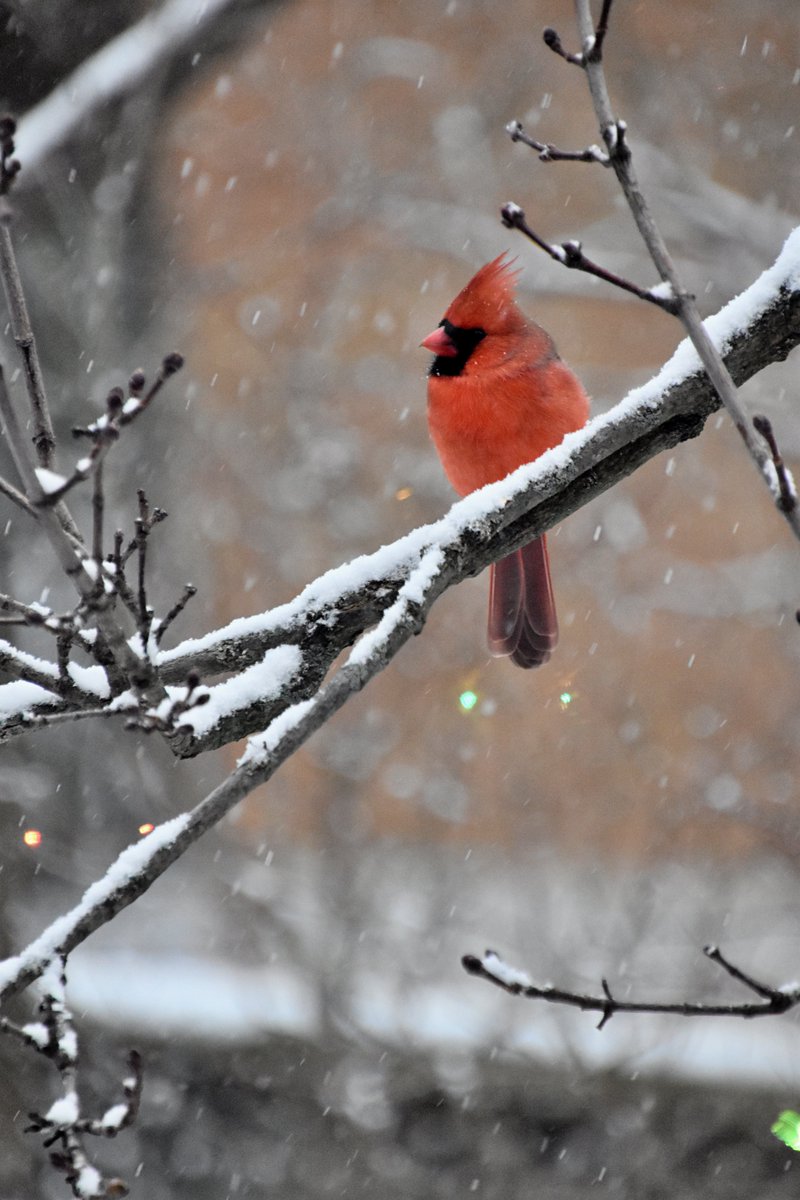 vnksmith's tweet photo. Hello Mr. Cardinal! #cardinal #birdwatching #backyardbirder #ilovebirds #mrhandsome https://t.co/JoczhijYFr