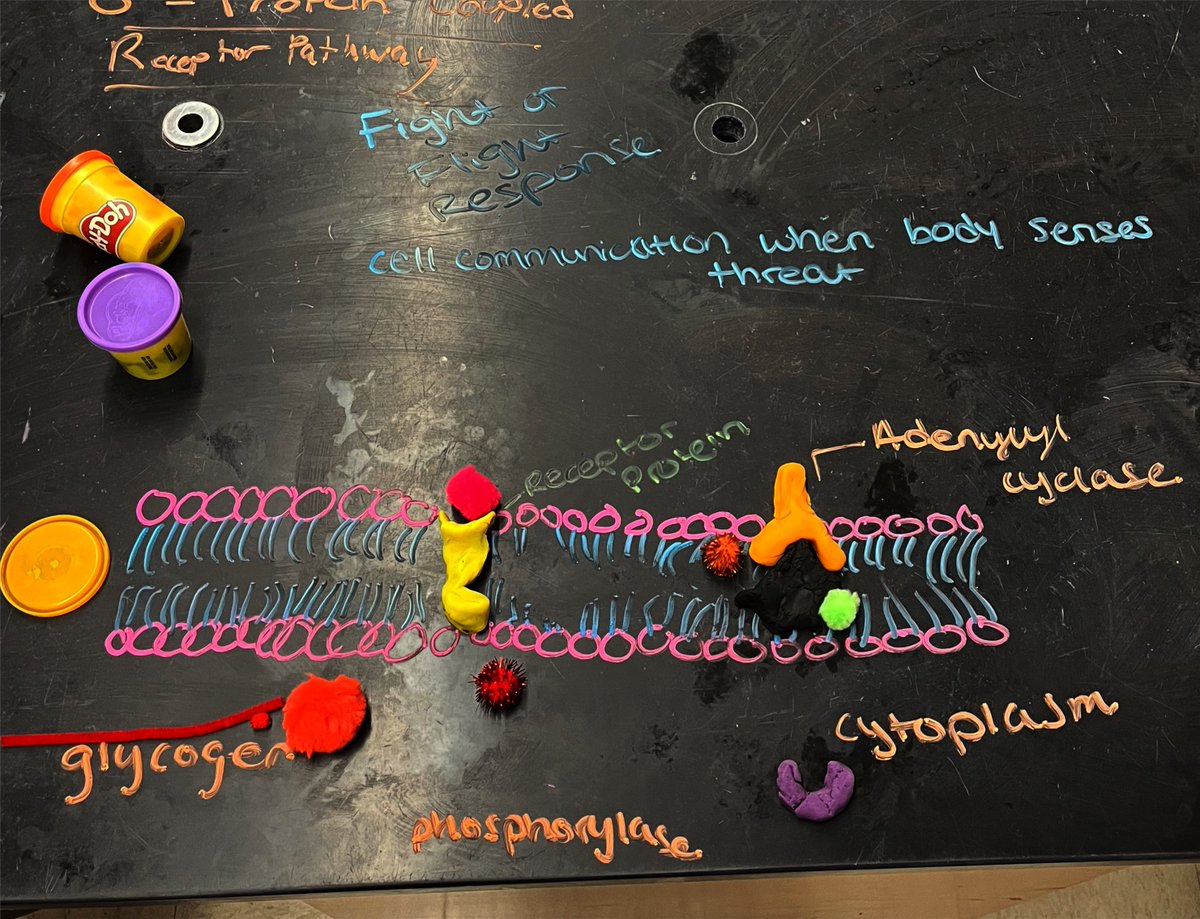 torchianator's tweet image. Trying to figure out how G-Protein Coupled Receptors work in the context of the Fight or Flight signaling pathway. Great job modeling some of the key steps, Block 3 Group 4. #APBio #KnightScience @FazioSally @OldBridgeTPS