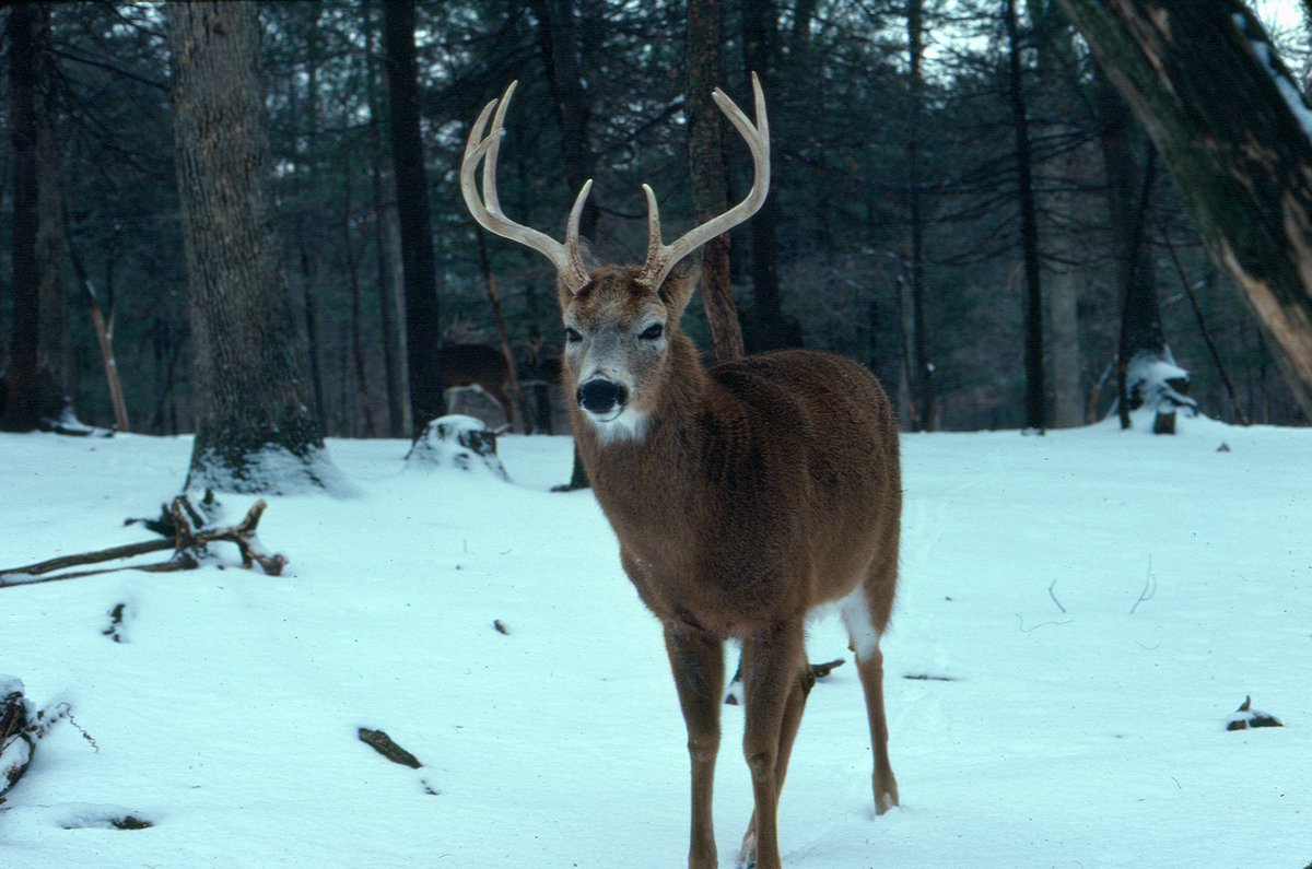 Oh deer, it's the shortest day of the year! That means less time for hiking and adventuring in the park. Fear not, tomorrow will be longer! Happy Solstice! 
(note: archive photo, not from today- no snow right now!)
