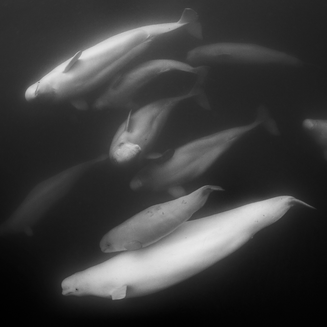 OceanaCAN's tweet photo. Our next #ArcticAnimal is the beluga whale! Beluga whales are easy to spot, thanks to their white colour. At birth, these pale whales aren’t white at all – they’re slate grey. In fact, it can take up to eight years to develop their distinct white colour! https://t.co/HIfCMPpPHO https://t.co/GChvY8YbQX
