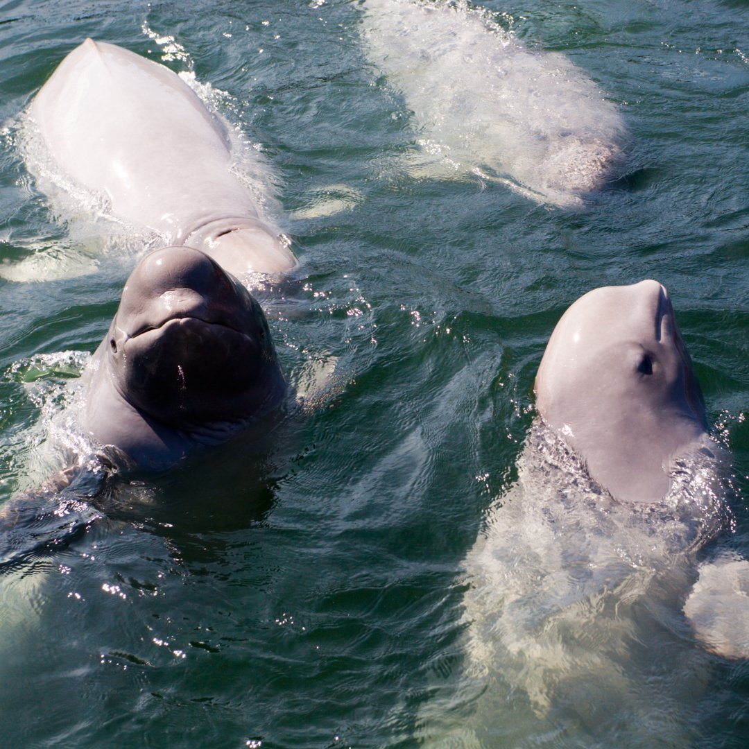 OceanaCAN's tweet photo. Our next #ArcticAnimal is the beluga whale! Beluga whales are easy to spot, thanks to their white colour. At birth, these pale whales aren’t white at all – they’re slate grey. In fact, it can take up to eight years to develop their distinct white colour! https://t.co/HIfCMPpPHO https://t.co/GChvY8YbQX