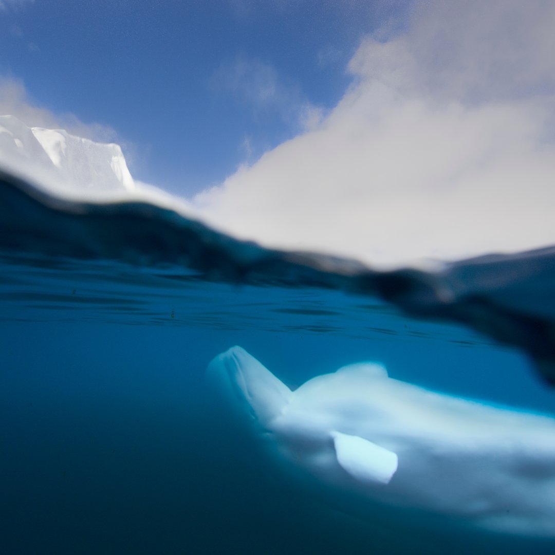 OceanaCAN's tweet photo. Our next #ArcticAnimal is the beluga whale! Beluga whales are easy to spot, thanks to their white colour. At birth, these pale whales aren’t white at all – they’re slate grey. In fact, it can take up to eight years to develop their distinct white colour! https://t.co/HIfCMPpPHO https://t.co/GChvY8YbQX