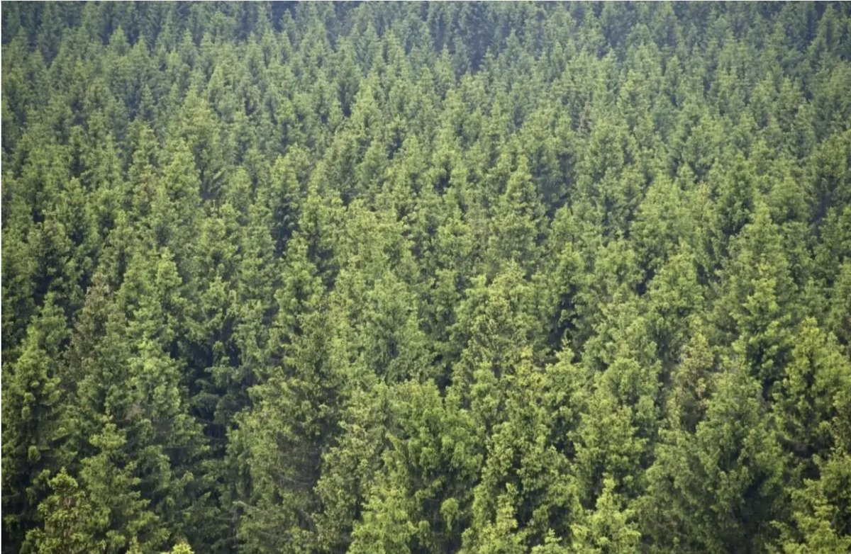 ONU Desarrollo tweet media