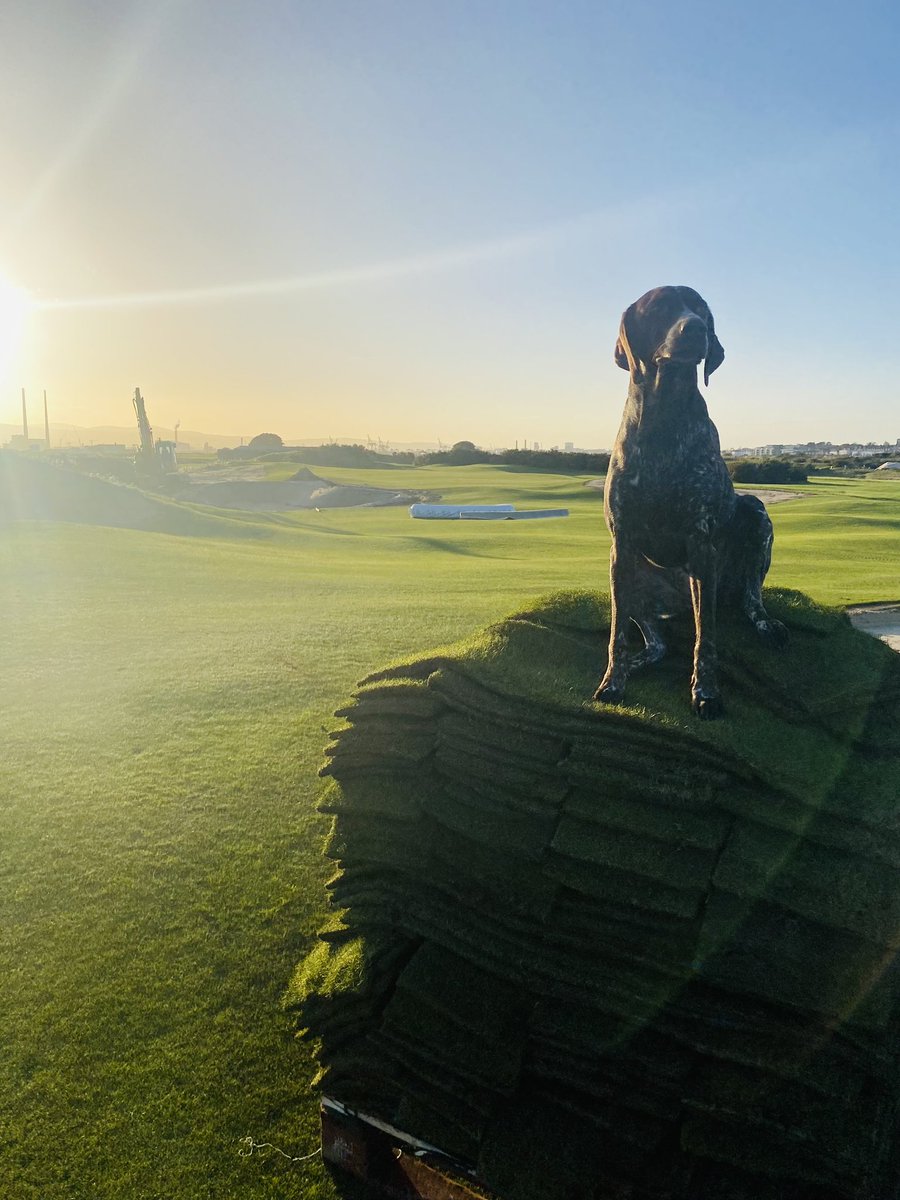 Half of the new bunkers now constructed. <a href="/DARGolf_/">DARGolf Construction</a> absolutely flying it <a href="/Royaldublin1/">RoyalDublin GolfClub</a>. Roxy approves!