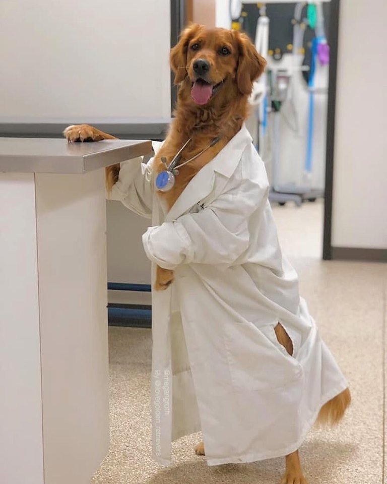 Você iria numa consulta com esse Dogtor?