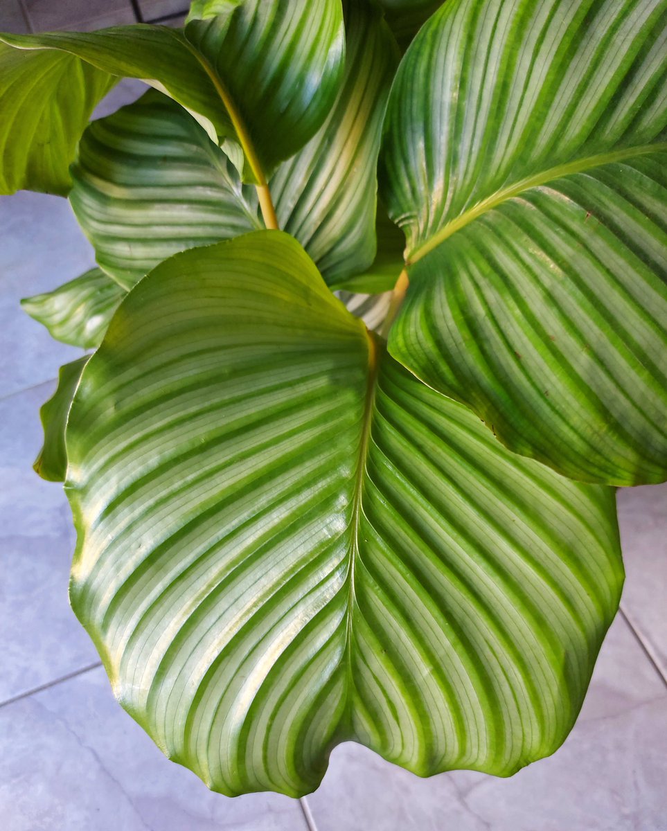 megpanos's tweet photo. Calathea orbifolia or Round-Leaf #greece #attica #plant #plants #calathea #calatheaorbifolia #roundleaf #leaf #leaves https://t.co/5pfMqkYHB2