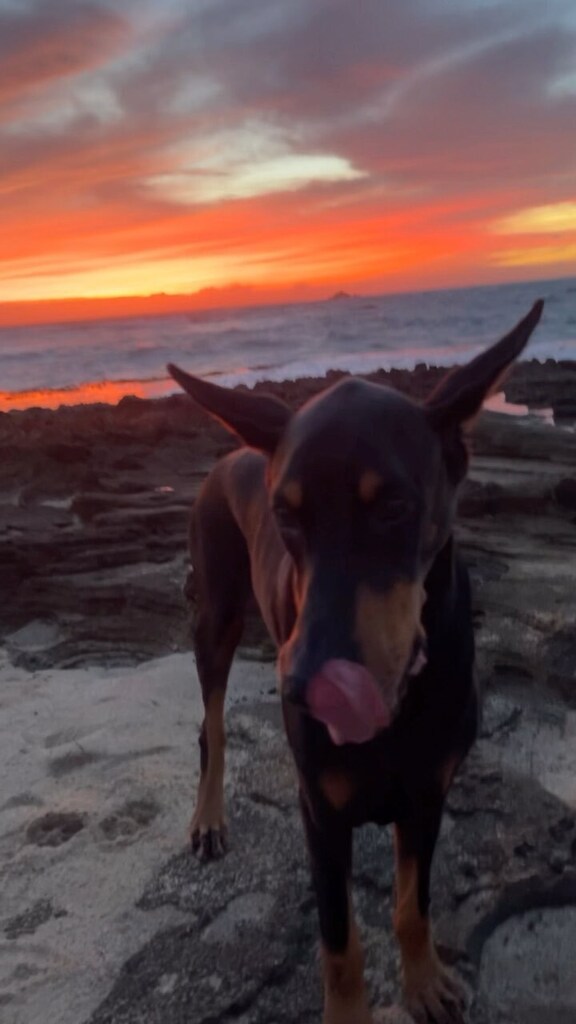 VickiYu's tweet photo. 🌅💗 Grateful💗🌅
🌺Happy Hump Day Friends🌺
#IchiTheDoberman#dobermanpinscher #standuppaddling #dobermanmom #dogsonpaddleboards #paddleboarddog #Doberman #ISLEsup #ISLEMegalodon #suplife @islepaddleboards @isleoutlet @ruffwear
#paddlingdogs #Sunrise… https://t.co/dJD5Ins4FY https://t.co/0zdi6PSOLE