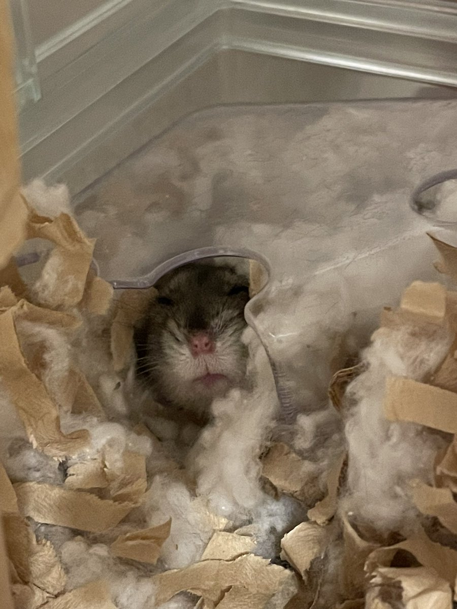 alfred_arthur's tweet image. うちの、トイレを寝床にしてる寝起きのハム(おしっこは回し車でする)  #にゃこ  #ハムスター