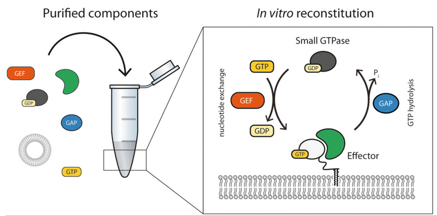 FEBS_Letters's tweet image. ✳Review: In vitro reconstitution of small #GTPase regulation

🖊Ivana Matijevic, Martin Loose &amp;amp; team @ISTAustria 

➡bit.ly/3WjaTxK

#cellsignalling #molecularswitches