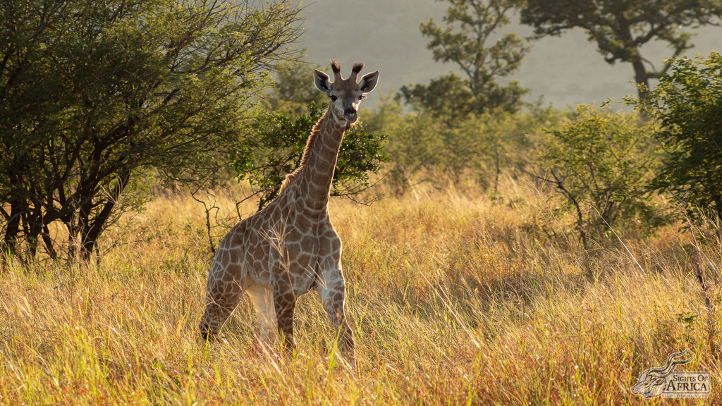 SOASafaris's tweet photo. Baby Giraffe in that "awkward stage" in Kruger National Park, South Africa! 🤣
Pic by Toby Brown of Sights Of Africa
.
#sightsofafrica #Safari #Africa #africansafari #wildlife #nature #wildlifephotography #naturephotography #animalphotography #travel… https://t.co/MK0Ja3iXD6 https://t.co/QraAwKHEVL