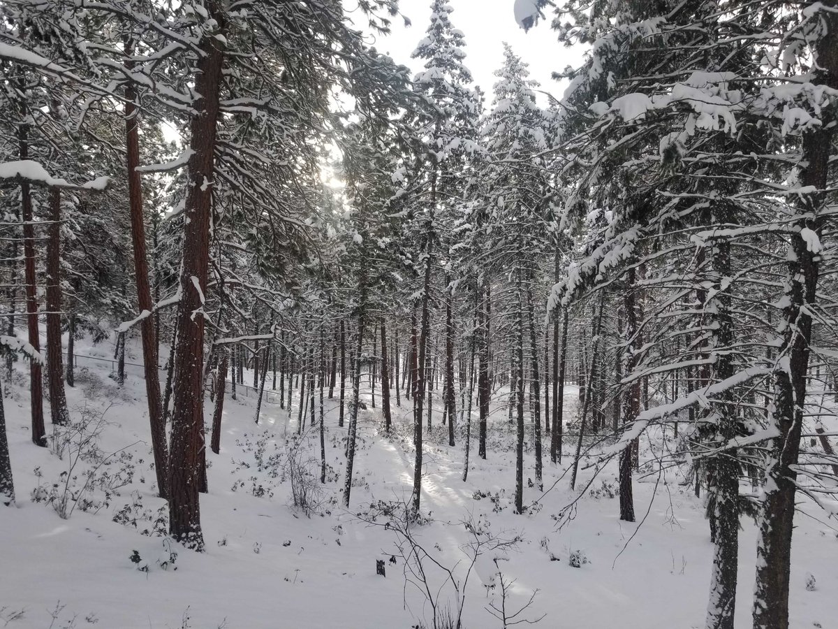 kulz's tweet photo. Amazing morning breaking trail. Winter is great for old running routes getting a face lift. My Cascadias + gaitors are my ultimate snowy trail shoe! (ok, maybe I should try GTX version). kudos @brooksrunning https://t.co/QOLBG5n9sG