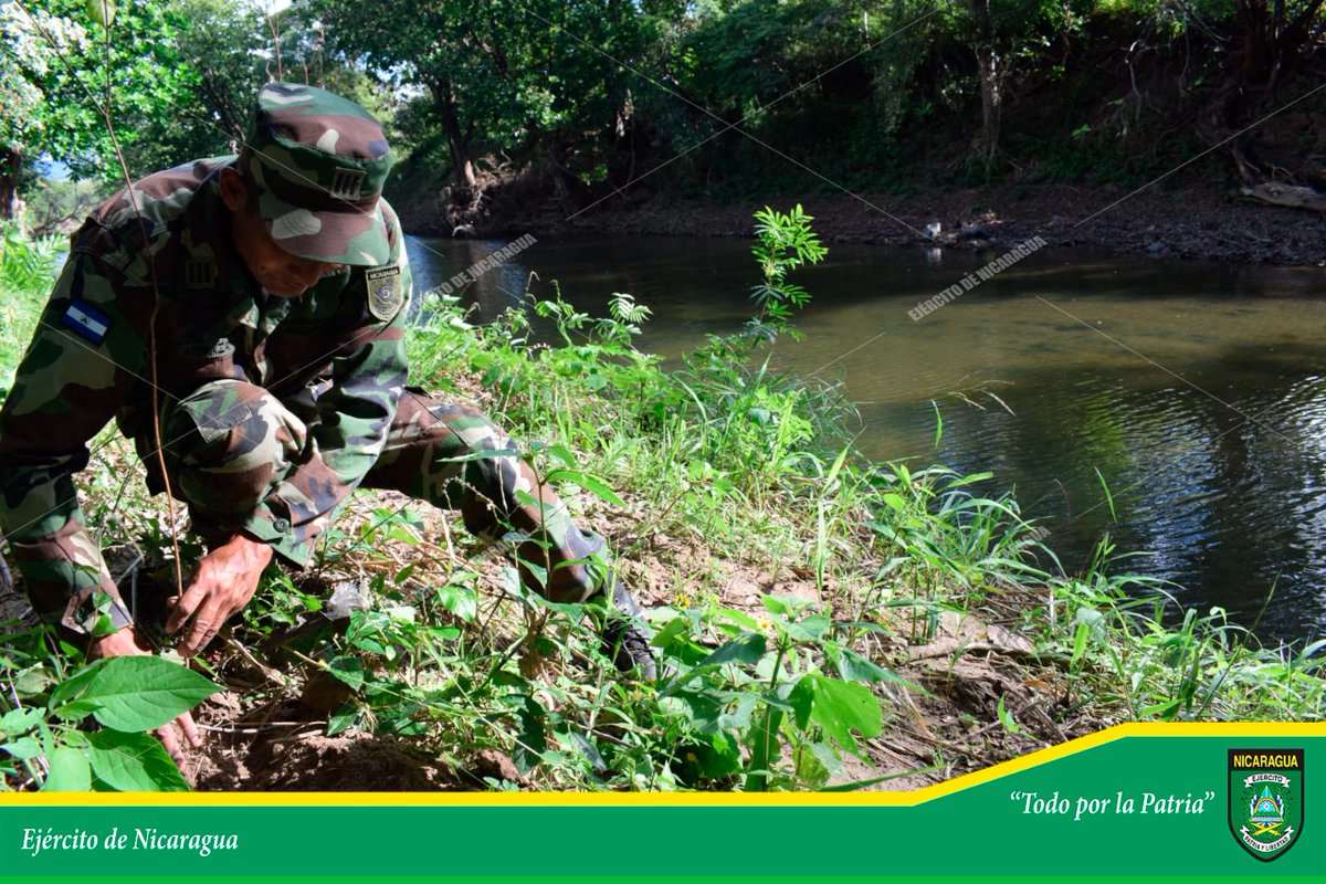 EjercitoNic's tweet photo. #NOTAINFORMATIVA |  A través del #5ComandoMilitarRegional, en coordinación con el @MarenaNicaragua, se participó en jornada de reforestación ambiental en la #EstaciónBiológica “Francisco Guzmán Pasos” y en las riberas del río #Mayales, #Chontales.  #TodoPorLaPatria https://t.co/ublVHMqLyn