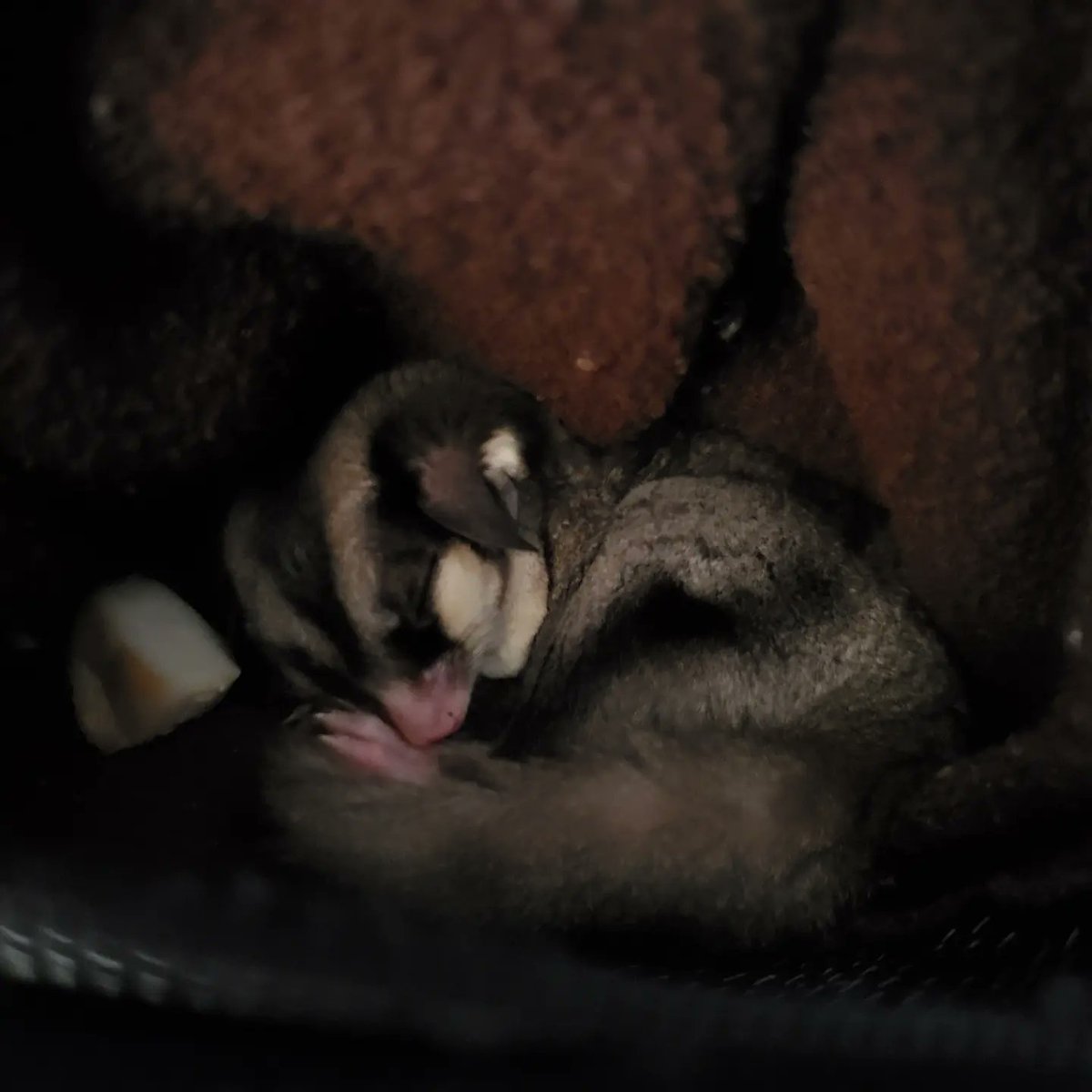 Sleepy boy. Rumovsky is so happy to spend the day with me.

#sugargliders #sugarglider #sugargliderlover #sugarglidersofinstagram #pets #petstagram #petsofinstagram #cute #cuteanimals #cuteanimalsofinstagram #フクロモモンガ