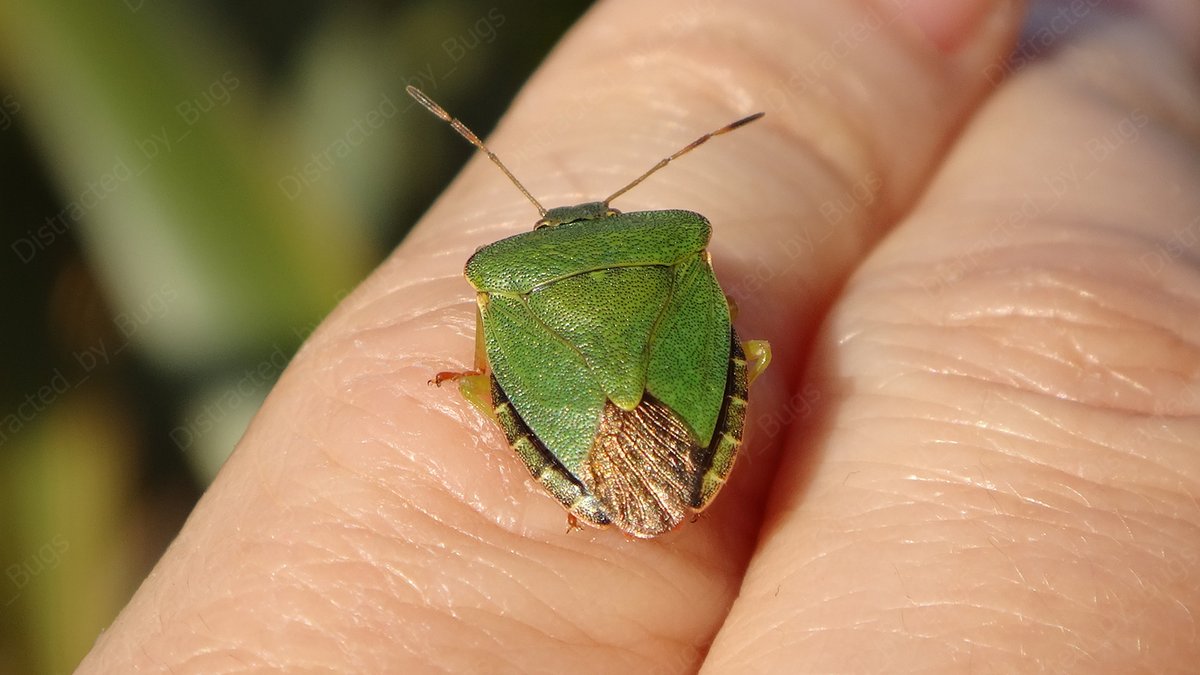 by_bugs's tweet photo. When a shield bugโs forewings are folded over the membranous hindwings, their tips form a characteristic diamond shape.
#greenshieldbug #shieldbug #greenbug #palomenaprasina #bugswings #wings #nature #wildlifephotogaphy #naturephotography #photography #photo #visualart https://t.co/wHasZCu4d7