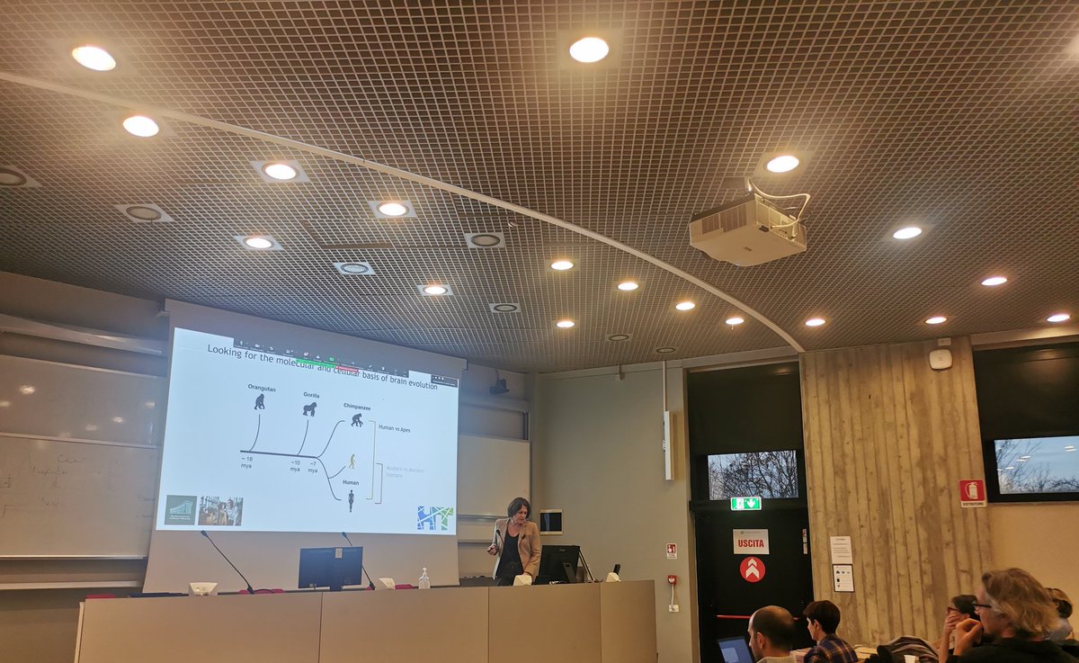 DMEM_PhDunimi's tweet photo. Today we attended a beautiful and interesting talk by Dr. @TavernaElena about Neurons and Evolution! https://t.co/oN90WT54ow
