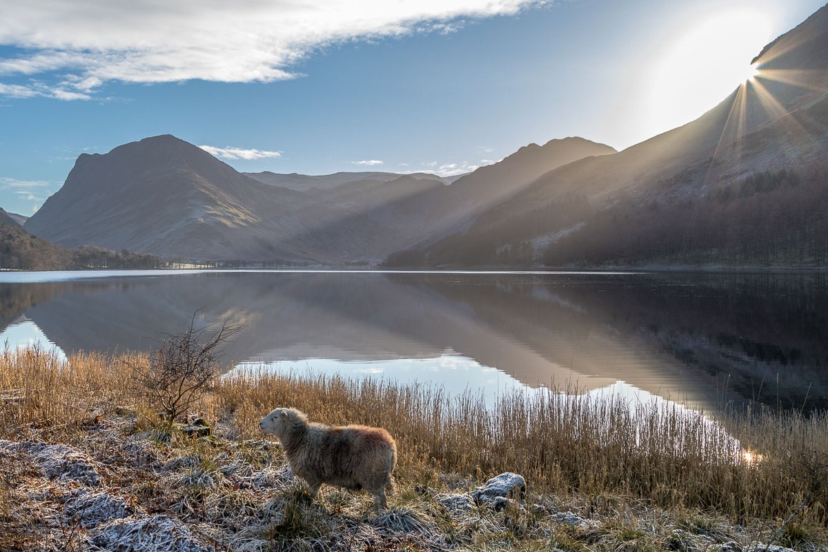 andrewswalks's tweet photo. Sunbeams this year https://t.co/pnA4NWcl8k