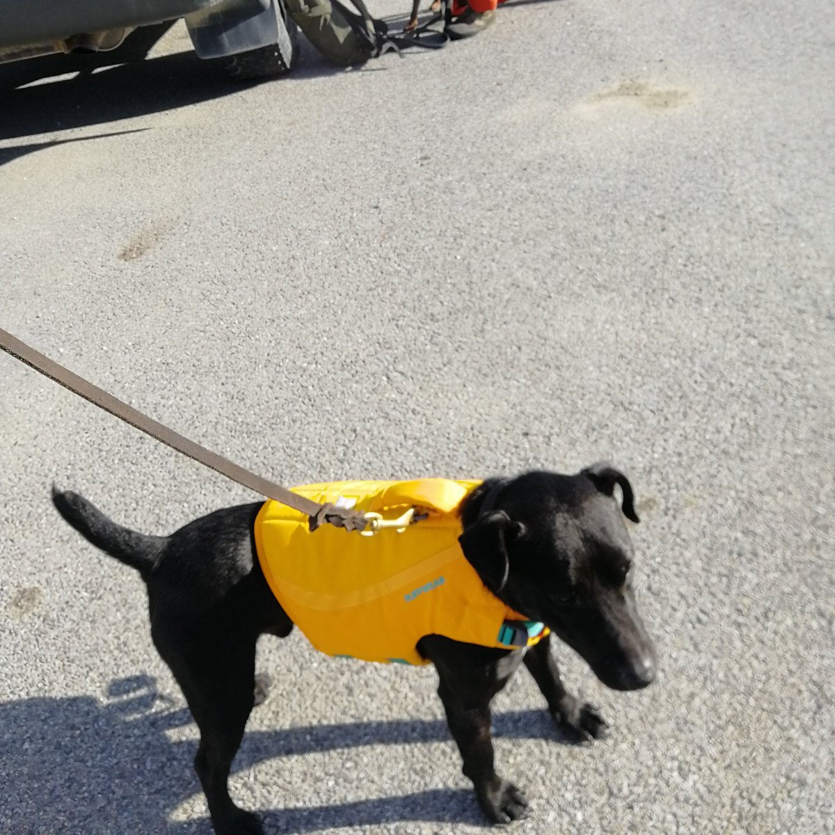 A long zodiac ride out to a vessel today meant the dogs got to use their new lifejackets; King is looking particularly smart in his yellow one #detectiondog #safetyatsea #workingdog #doglifejacket #rodentdog #biosecuritydog #GGSSI #SGHT