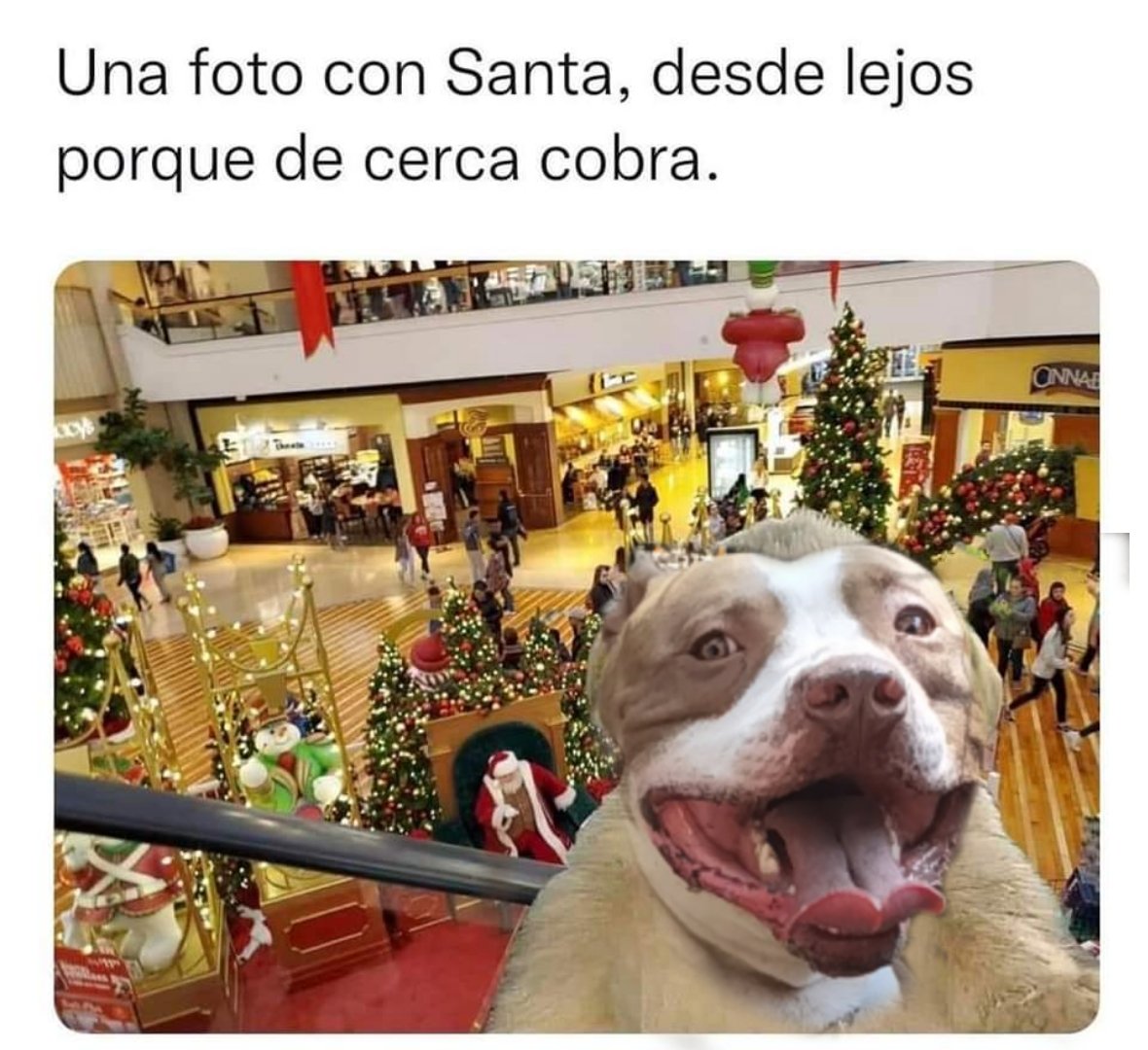 taniavercar's tweet photo. En este plano, si no te diviertes, pierdes tu tiempo. Ya dije! 🥰🤩🤪🎄😃😁 #TVC22 #GRATITUDE #LIGHTLOVERS https://t.co/BodLUjvfsc