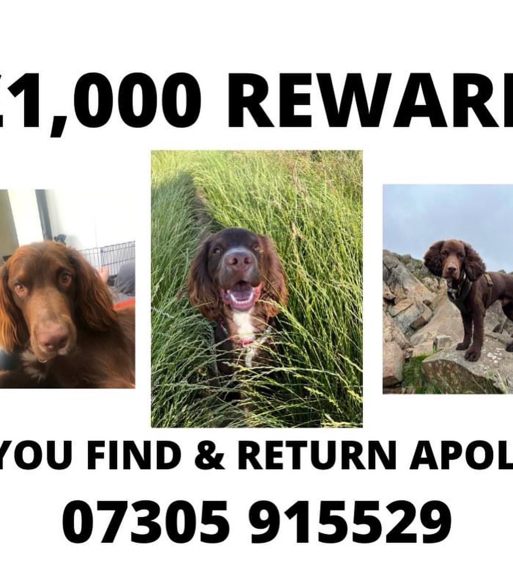 rosieDoc2's tweet photo. #SpanielHour 

APOLLO MISSING #Cumbria 

If you are out and about in the #LakeDistrict pls keep an eye out for my best friend. Huge TY to those who are sharing to help bring Apollo home. He’s out there somewhere PLEASE HELP US #findapollo 🤎🤍🤎 TY 

https://t.co/3oDRhC0rtW https://t.co/WTgFdoPEkJ