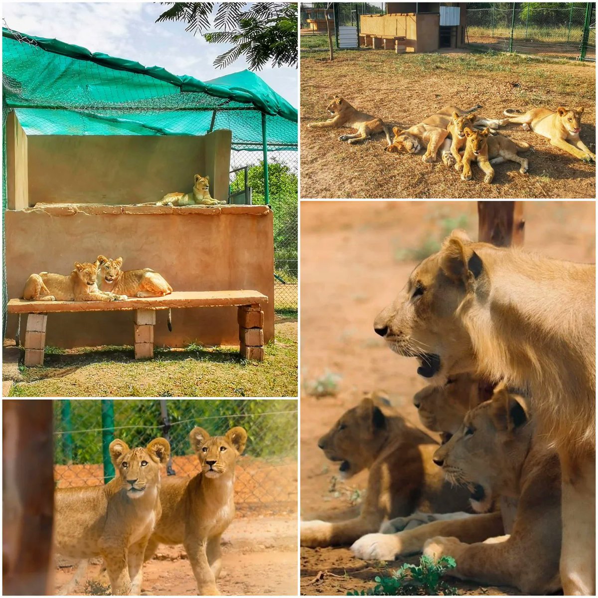 SudAnimalRescue's tweet image. ندين مقتل «3» أسود «ليو، أماني، وريناس» بدم بارد رمياً بالرصاص بواسطة قوات الدعم السريع أمس.
facebook.com/11110889719775…