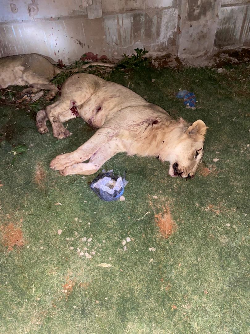 SudAnimalRescue's tweet image. ندين مقتل «3» أسود «ليو، أماني، وريناس» بدم بارد رمياً بالرصاص بواسطة قوات الدعم السريع أمس.
facebook.com/11110889719775…