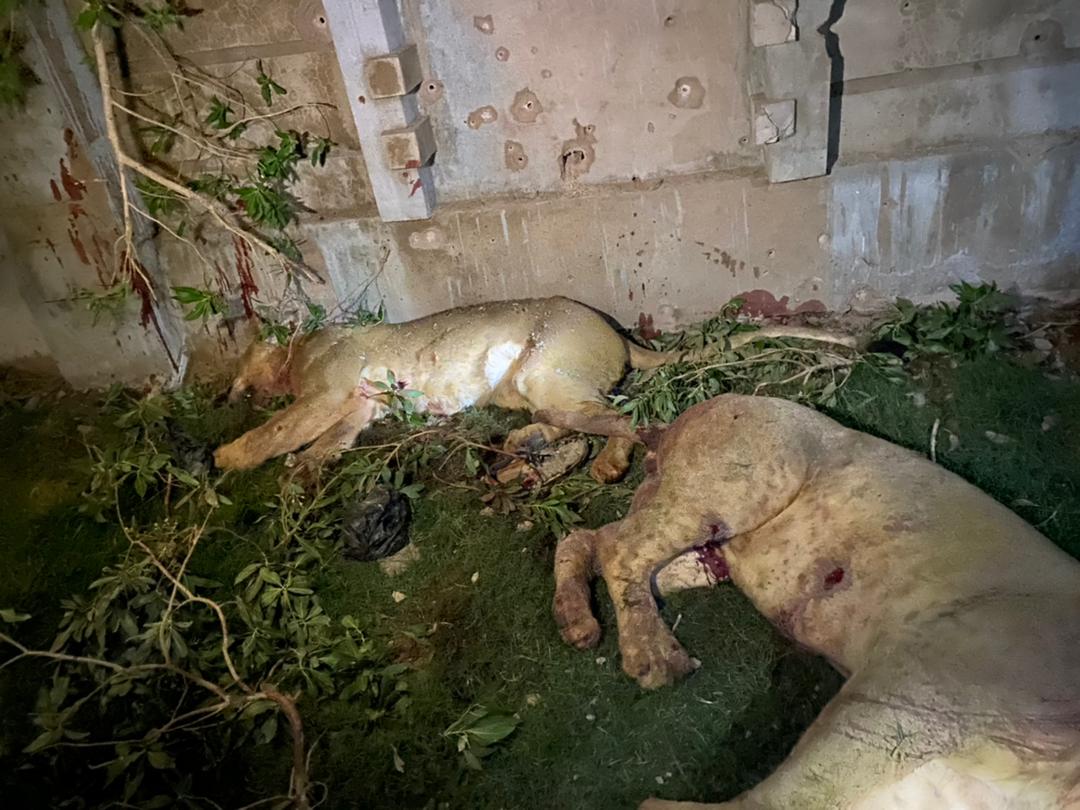 SudAnimalRescue's tweet image. ندين مقتل «3» أسود «ليو، أماني، وريناس» بدم بارد رمياً بالرصاص بواسطة قوات الدعم السريع أمس.
facebook.com/11110889719775…