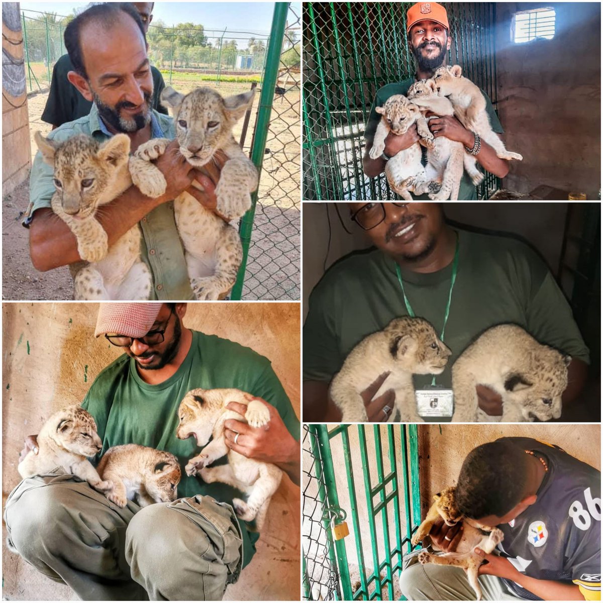 SudAnimalRescue's tweet image. ندين مقتل «3» أسود «ليو، أماني، وريناس» بدم بارد رمياً بالرصاص بواسطة قوات الدعم السريع أمس.
facebook.com/11110889719775…