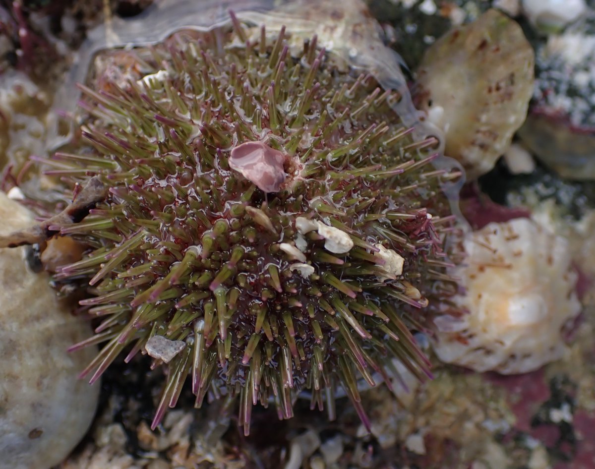 Nicolas Jouault 🏴☠️🇯🇪🤿🦞🌊 (@nicolasjouault) on Twitter photo Pleasant day at L'Etacq recording for the <a href="/Soc_Jersiaise/">Société Jersiaise</a> marine bio section, data going on <a href="/inaturalist/">iNaturalist</a> inaturalist.org/projects/socie… Pleasant day at L'Etacq recording for the <a href="/Soc_Jersiaise/">Société Jersiaise</a> marine bio section, data going on <a href="/inaturalist/">iNaturalist</a> inaturalist.org/projects/socie…