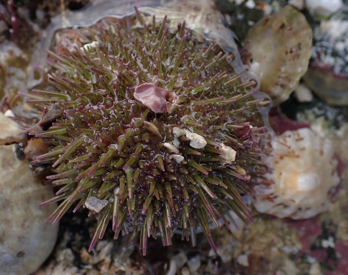 Pleasant day at L'Etacq recording for the @Soc_Jersiaise marine bio section, data going on @inaturalist inaturalist.org/projects/socie…