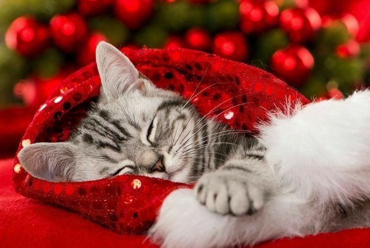 ruben_corella's tweet photo. #SleepingBeauty #beauty #belleza #cutecat #dreaming #sleeping #cutekitten #cats #neko #chat #gat #gatitos #gatito #redmood #redpower #kittens #michi #felicessueños #reves #sogni #petsoftwitter #caturday #catoftheday #gorgeous #prettykitten https://t.co/mR1chEXGrU