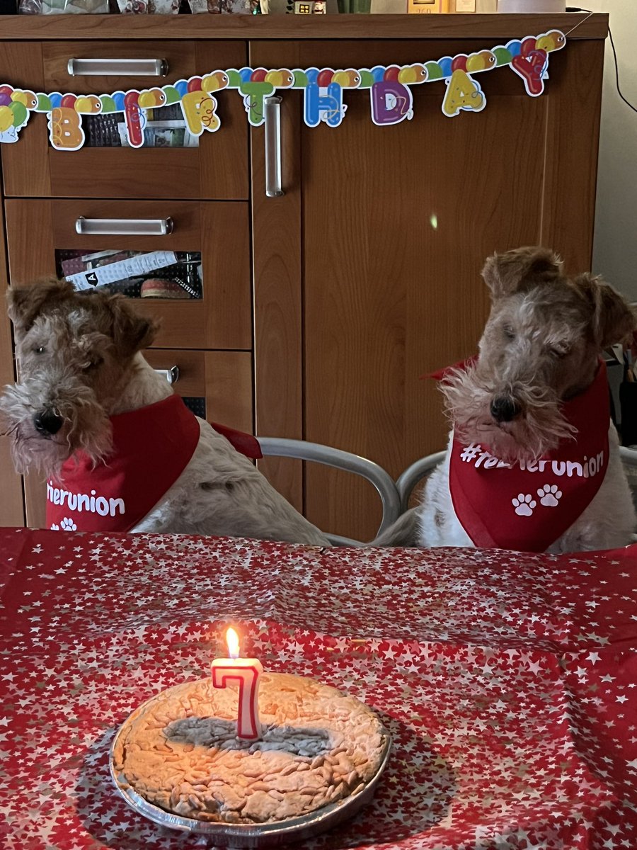 BonnieandLana's tweet photo. Happy 7th Birthday to us!๐๐๐พ๐๐ #21dicembre #21Dec2022 #birthdaysgirls #bonnieelanaturn7 #wirefoxterriers https://t.co/OsTJJRA08N