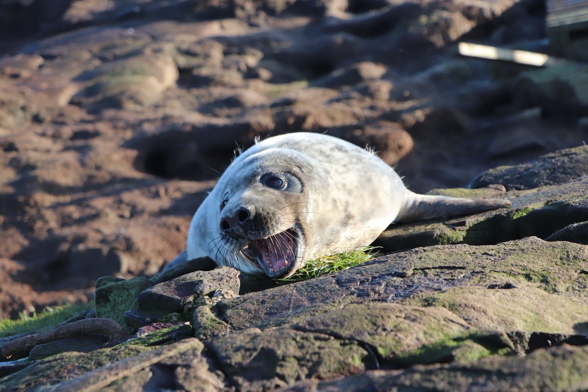 Thomas Stone (@eco_stone1) on Twitter photo Had an amazing time at #BES2022 over the last few days hearing about so much exciting and inspiring research! Really enjoyed presenting my ongoing Master's research <a href="/OxfordBiology/">Oxford Biology</a> on estimating the 3D body size of seals with drones to use for population modelling as well! 🦭 Had an amazing time at #BES2022 over the last few days hearing about so much exciting and inspiring research! Really enjoyed presenting my ongoing Master's research <a href="/OxfordBiology/">Oxford Biology</a> on estimating the 3D body size of seals with drones to use for population modelling as well! 🦭
