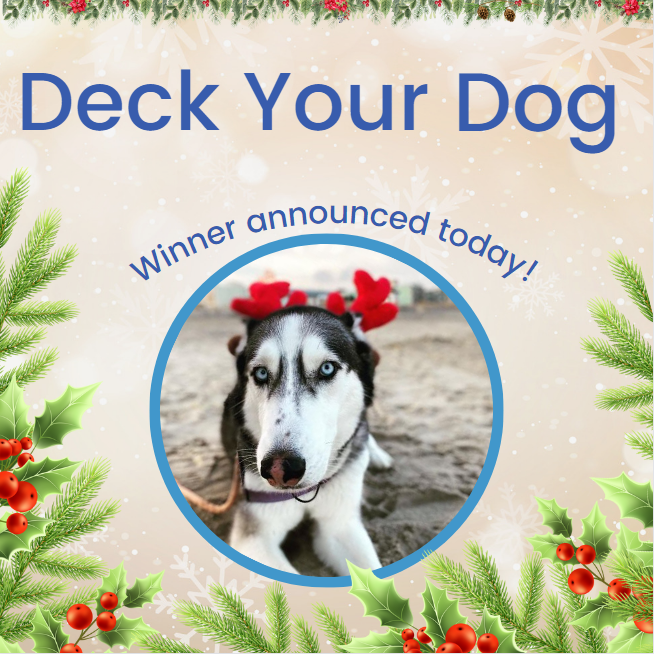 thecanalsideinn's tweet photo. Post a picture of your dog decked out with holiday cheer and tag the Canalside Inn. 

Winners will receive a FREE two night pet stay ($100 value), one dolphin or crab shirt, one sili pint cup, one Marlie Mist, and a dog leash!

Winner will be announced TODAY!!! https://t.co/MFZqjtL8lt