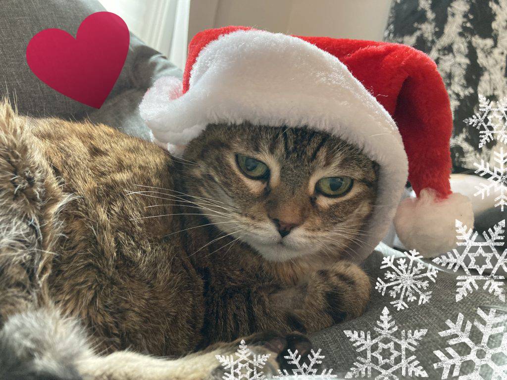 Metanet Software tweet media