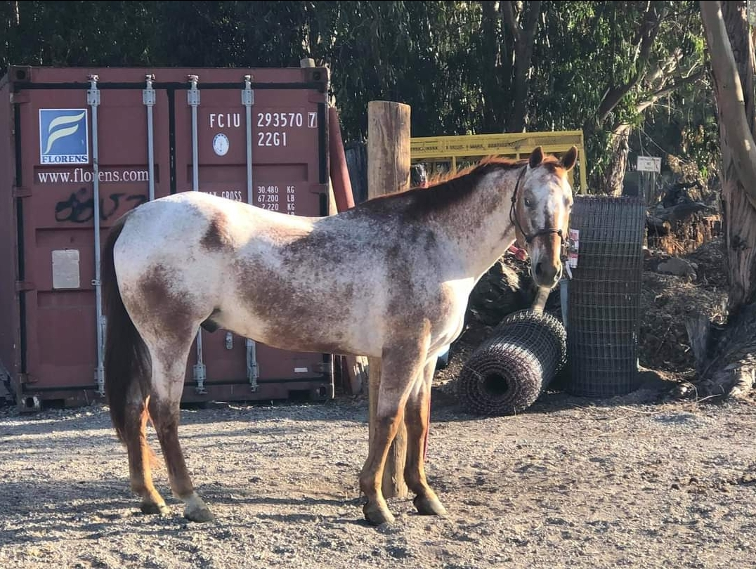 We started a new program at @SpiritHorseRidingCenter 
We've partnered with the probation high school in Napa - we already have 9 kids. 
This is going to be an amazing program that turns into five days a week. Kids learn how to train rescue horses, sell them, and we'll put the mon