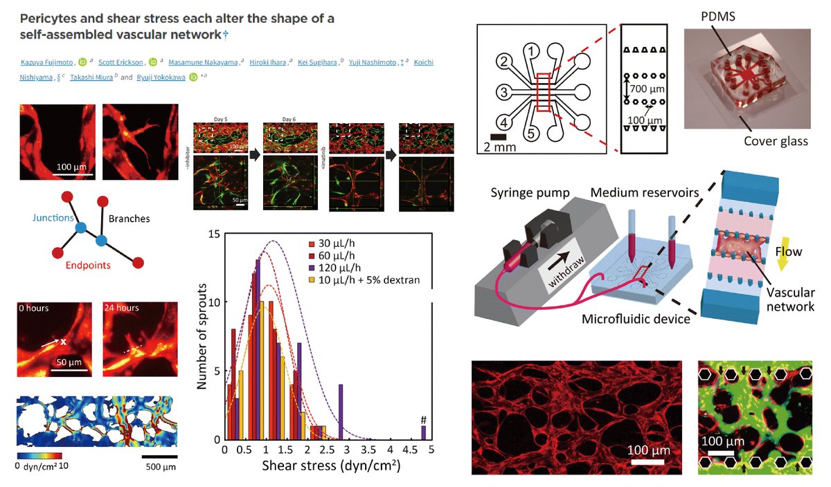 HaoYin20's tweet photo. 5-channel (separated by microposts) #Microfluidic for #EndothelialCell-#Pericyte fibrin-
collagen co-culture
👤🫁fibroblast as feeder
Enable study of Synergy b/w #ShearStress & Pericyte on #SproutingAngiogenesis😁
@Ryuji_Yokokawa lab @LabonaChip 2022
https://t.co/px9qWr6Ibf https://t.co/iAjZgl71jE