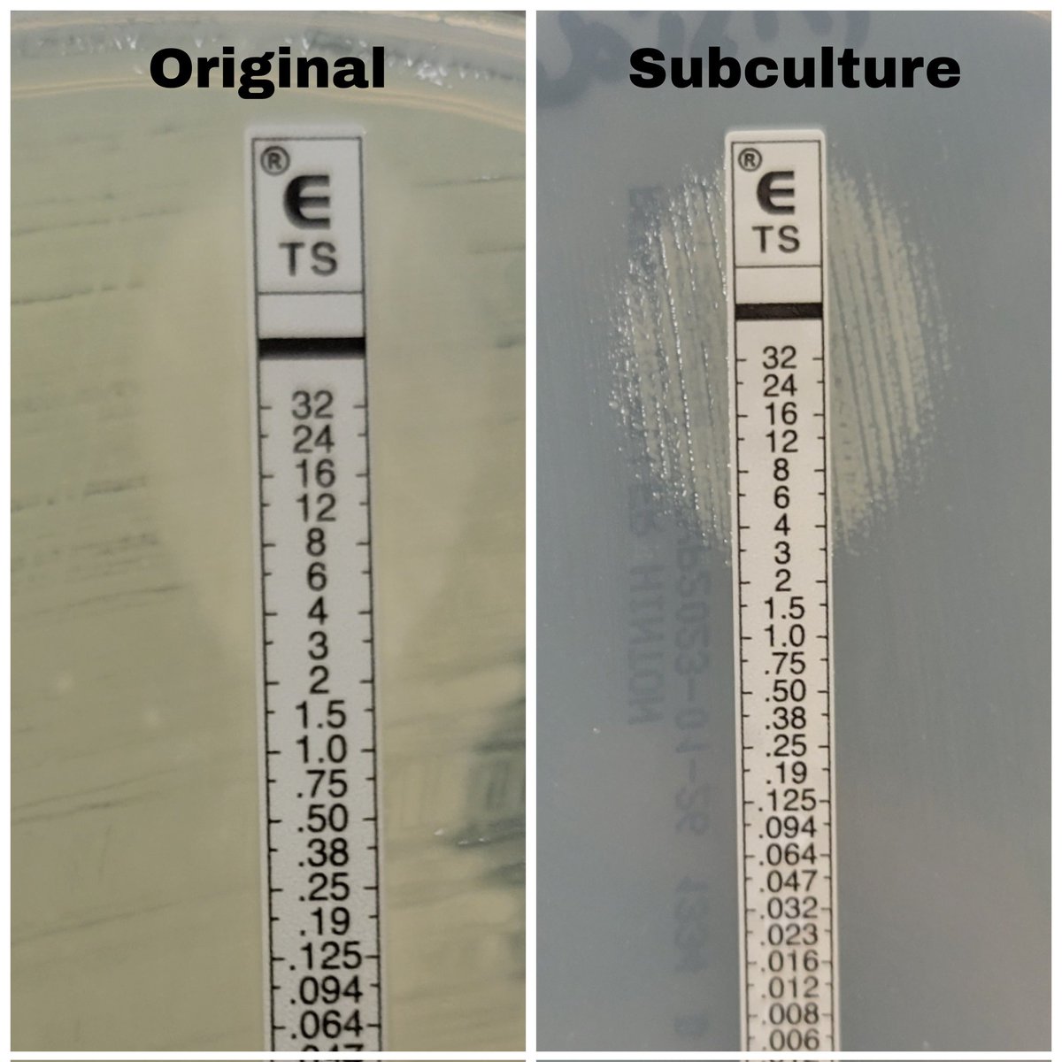 JuliaDHankins's tweet image. A Pseudomonas putida from a CF patient had increased growth with increasing TMP-SMX. We subcultured the bacteria around the E-test strip and found a subpopulation of TMP-SMX dependent colonies! 🤯😵

I found one article describing this (PMC7879151). But have you ever seen this?